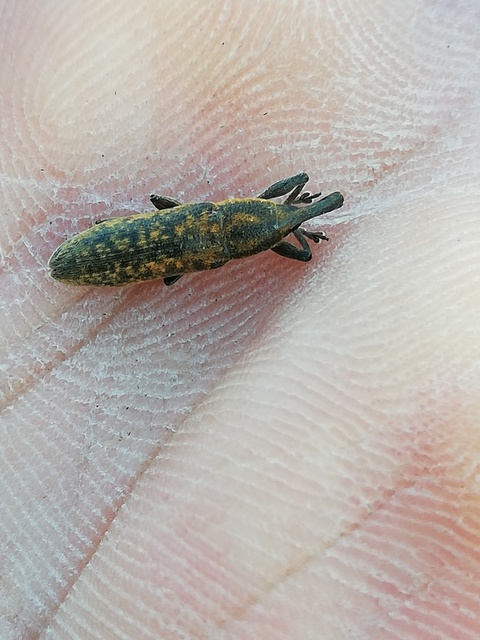 Lixus cardui/filiformis