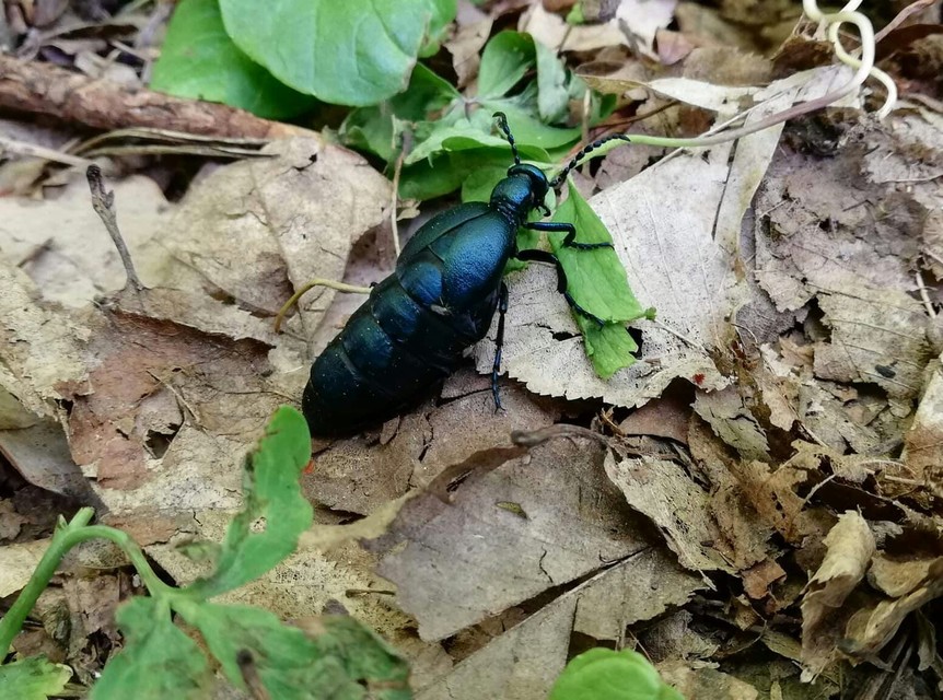 Meloe violaceus - kék nünüke