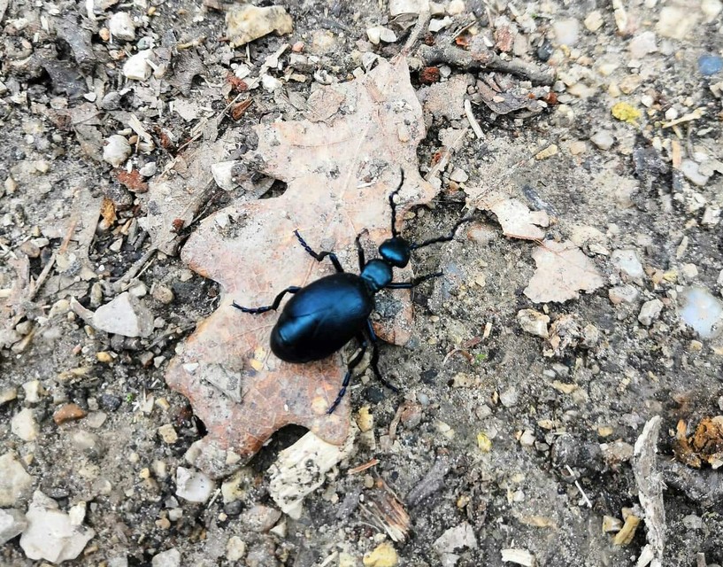 Meloe violaceus - kék nünüke