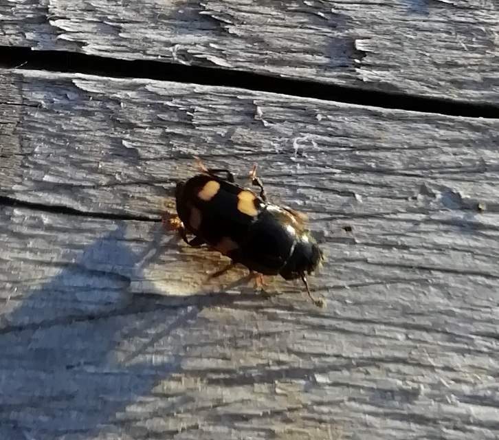 Glischrochilus quadrisignatus - amerikai fénybogár Glischrochilus quadrisignatus - amerikai fénybogár