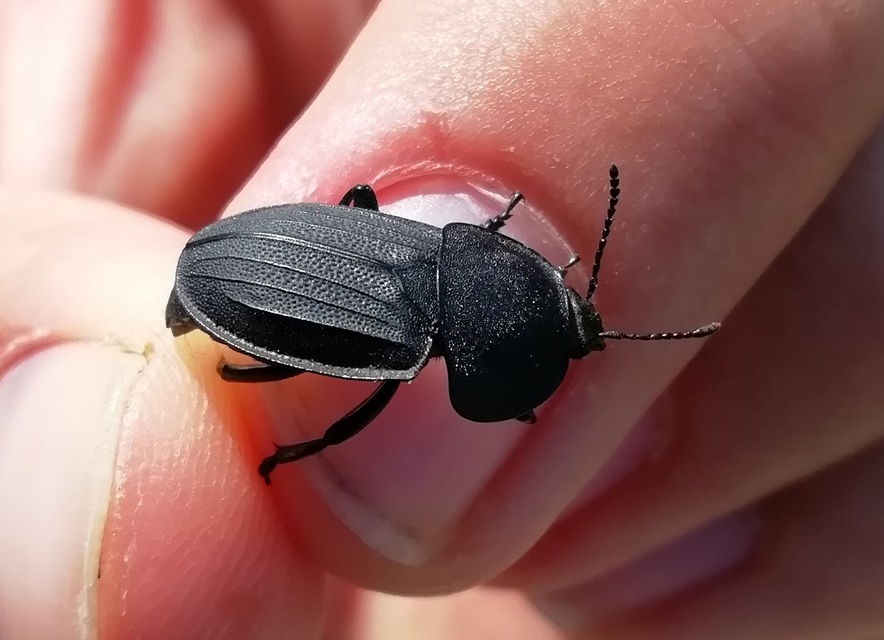 Silpha obscura - közönséges dögbogár