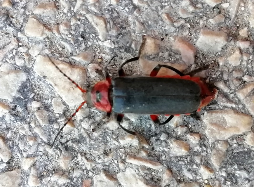 Cantharis rustica - suszterbogár