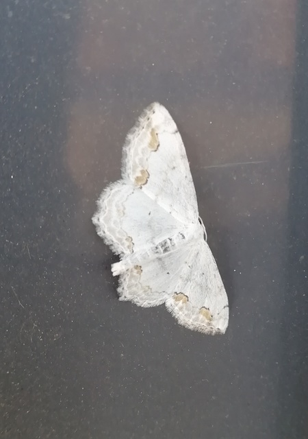Scopula ornata - díszes fehéraraszoló