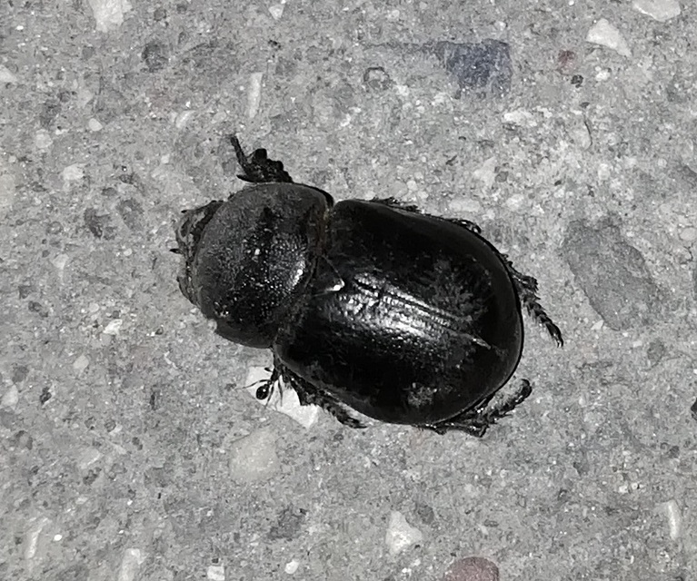 Pentodon idiota - butabogár