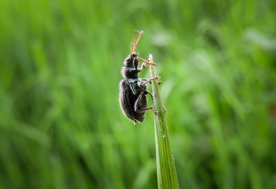 Phyllobius betulinus - változékony levélormányos
