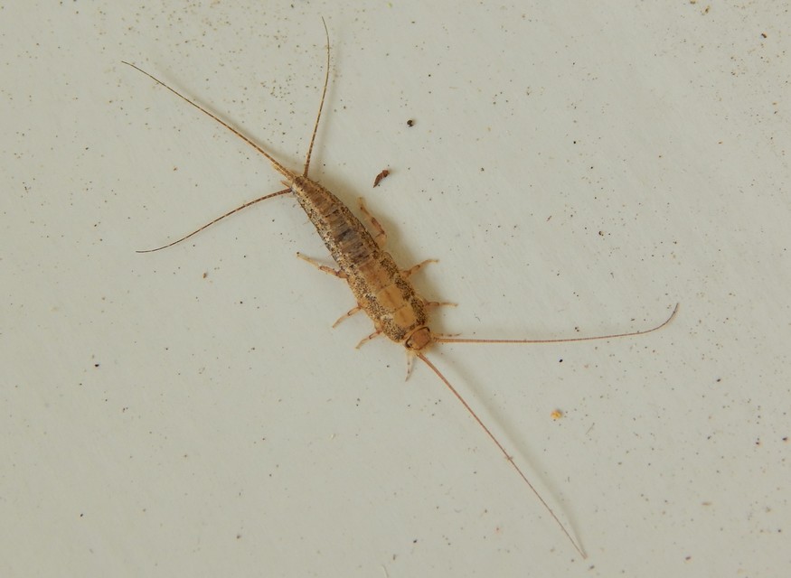 Zygentoma - Pikkelykék