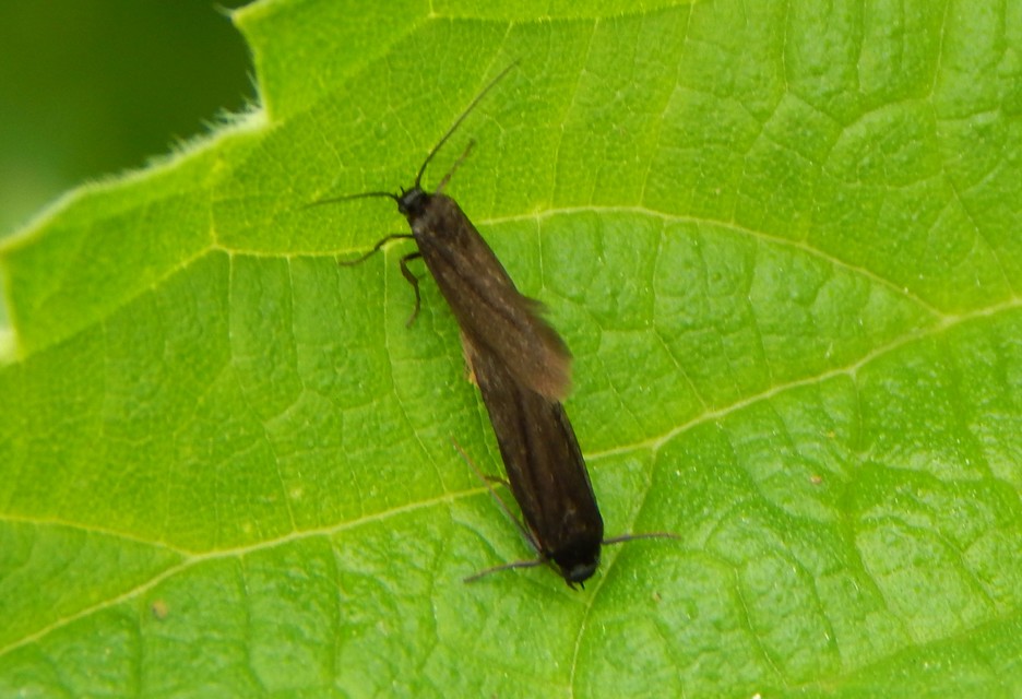 Scythrididae - zöldmolyfélék