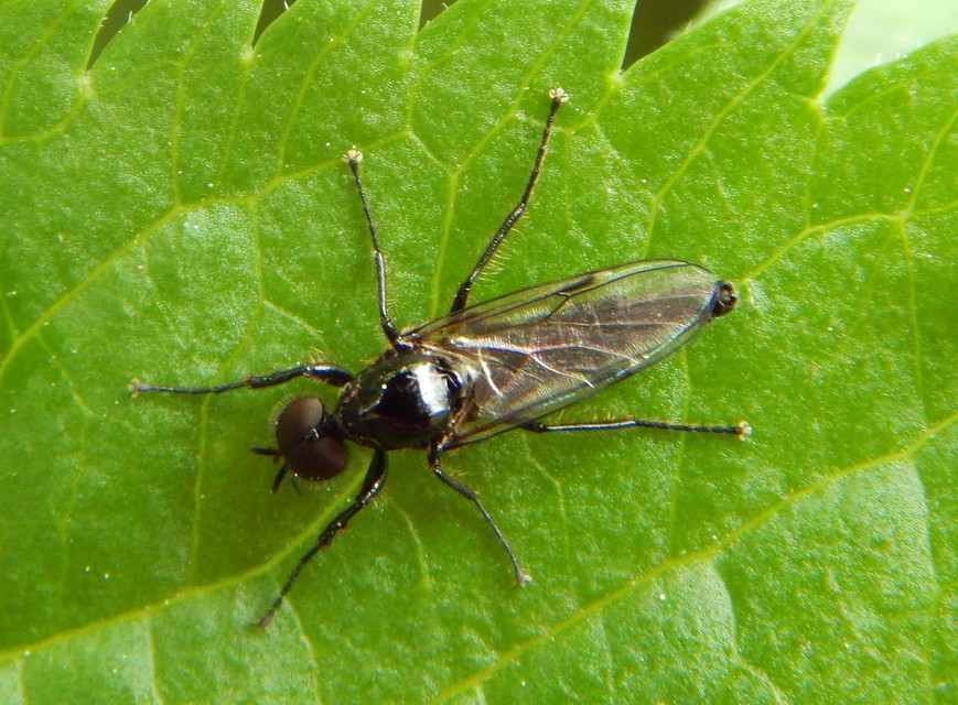 Bibionidae - bársonylegyek