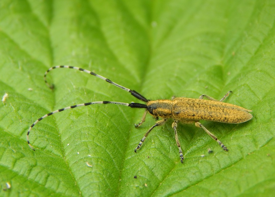 Agapanthia villosoviridescens - fehérgyűrűs bogáncscincér