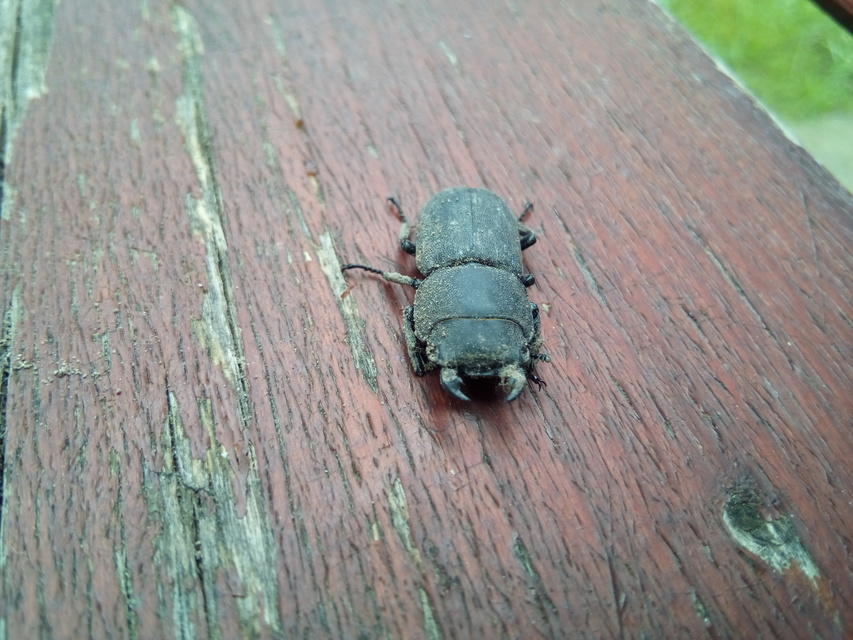 Dorcus parallelipipedus - kis szarvasbogár