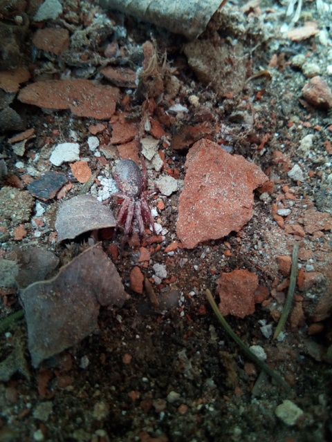 Dysderidae - fojtópókok