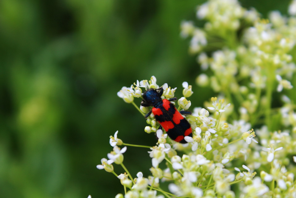 Trichodes favarius - hatfoltos méhészbogár