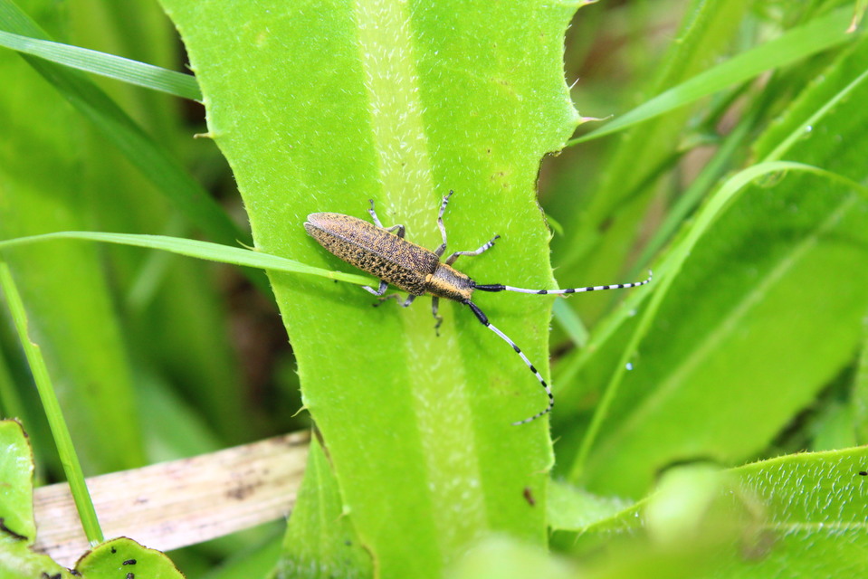 Agapanthia villosoviridescens - fehérgyűrűs bogáncscincér