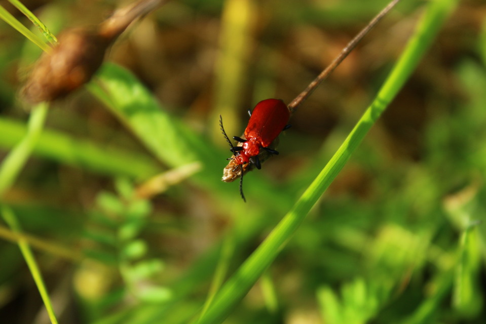 Pyrochroa serraticornis - közép-bíborbogár
