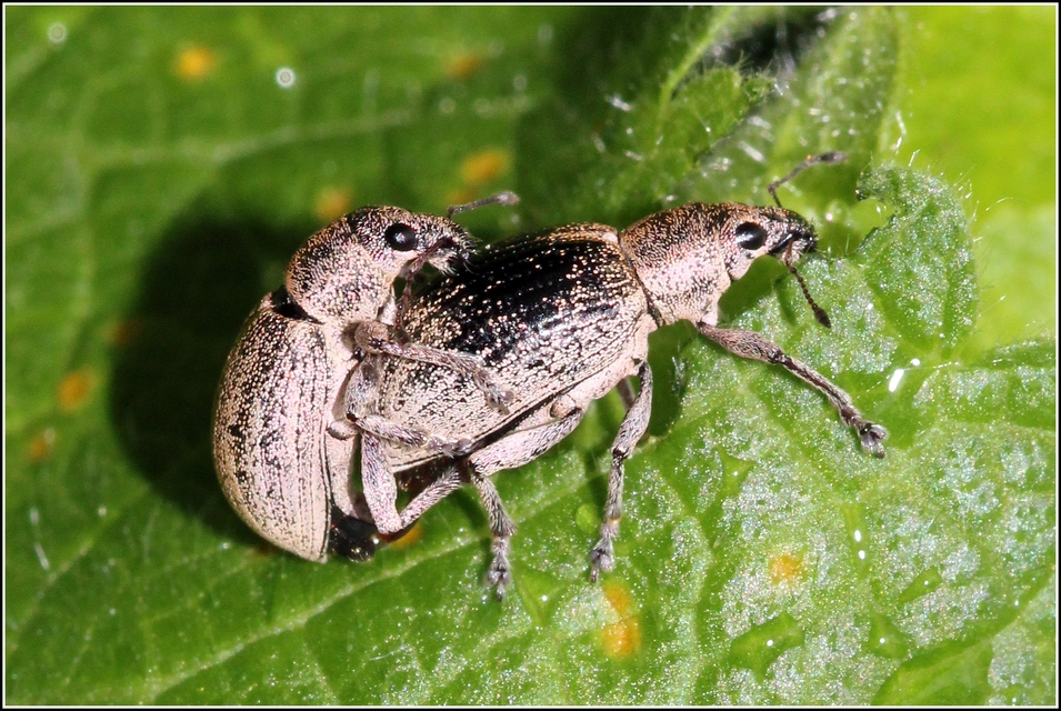 Sciaphobus squalidus - nagy szálkásbarkó