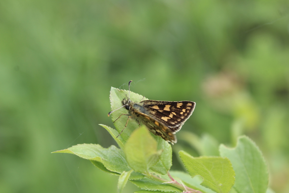 Carterocephalus palaemon - kockás busalepke