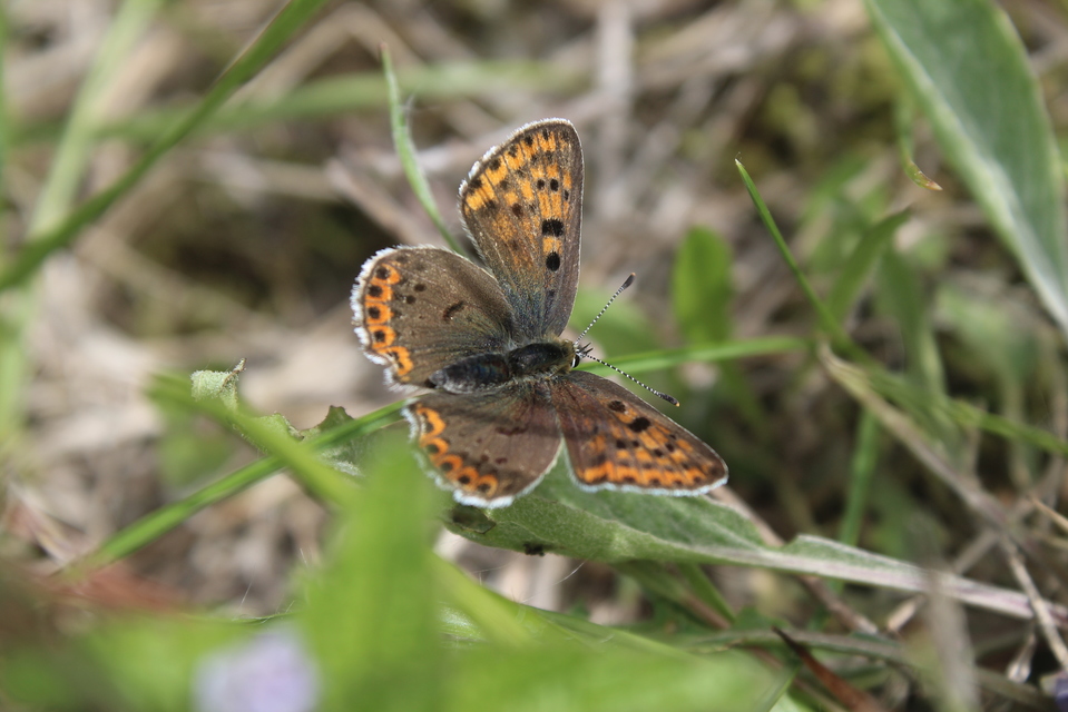 Lycaena tityrus - barna tűzlepke
