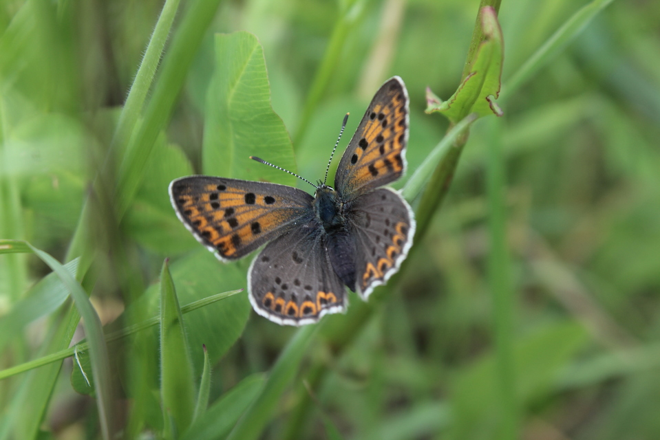 Lycaena tityrus - barna tűzlepke