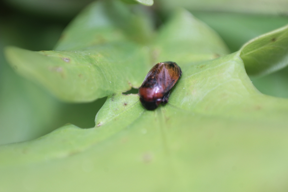 Penthimia nigra - fekete kabóca Penthimia nigra - fekete kabóca