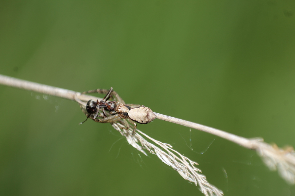 Tmarus