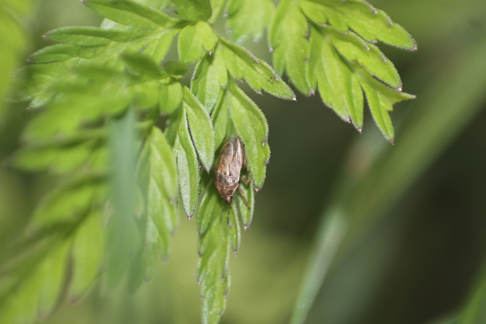Neottiglossa leporina - sárgahasú címerespoloska Neottiglossa leporina - sárgahasú címerespoloska