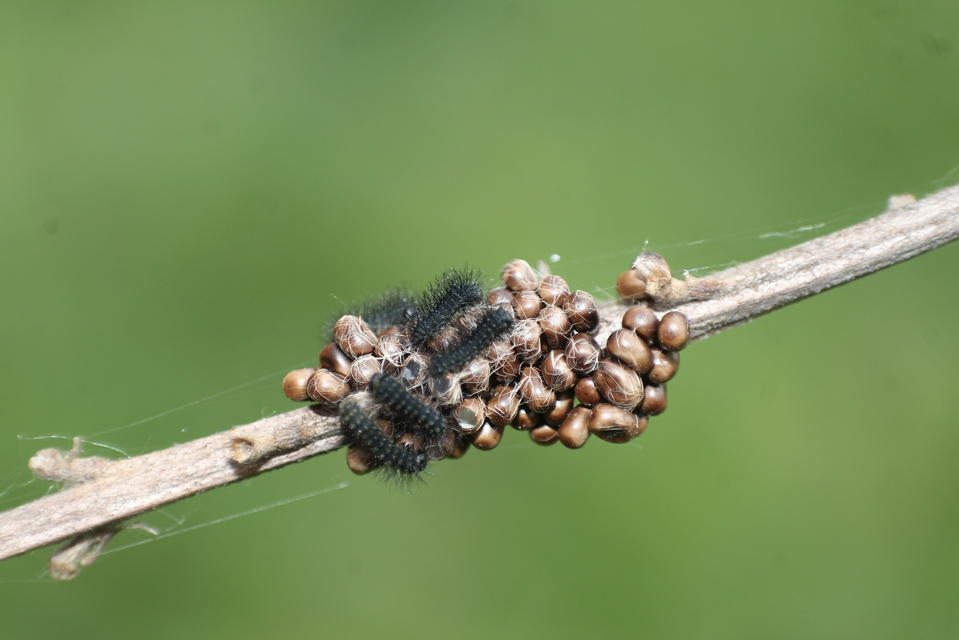Saturnia pavoniella/pavonia