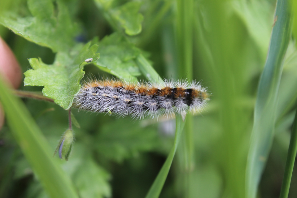 Rhyparia purpurata - bíborszínű medvelepke