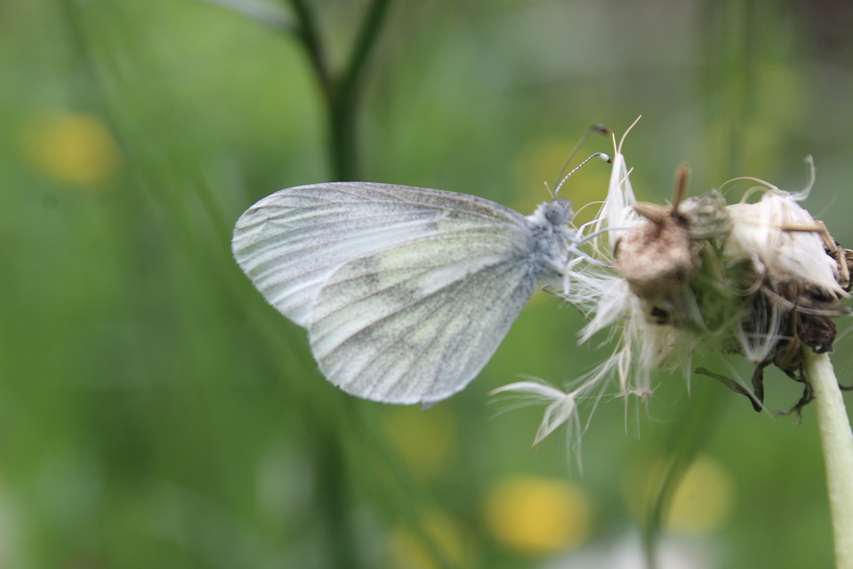 Leptidea sinapis/juvernica