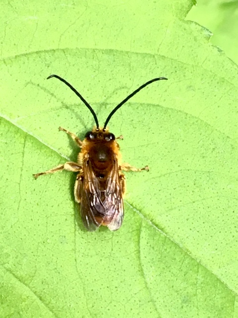 Eucera