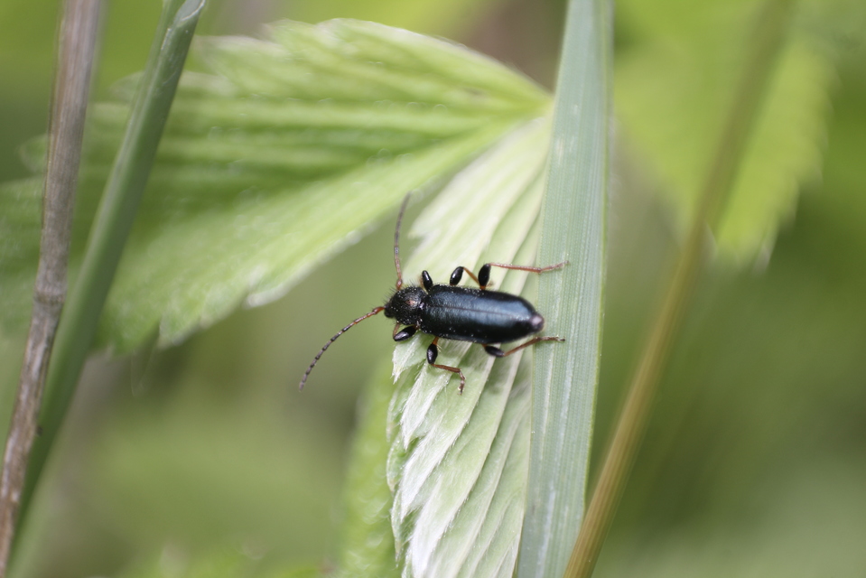 Phymatodes rufipes - kék háncscincér