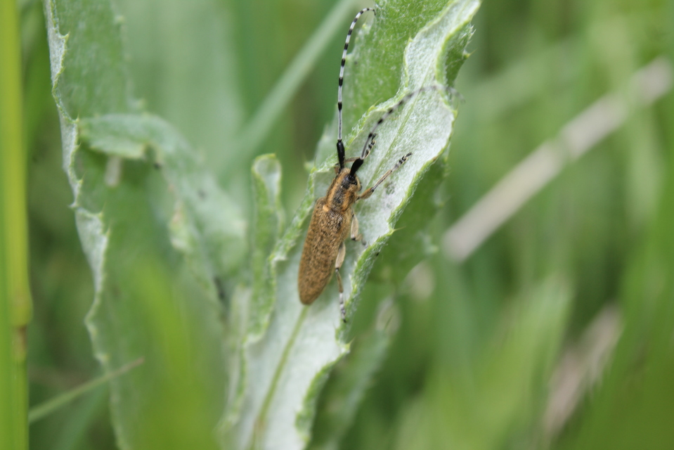 Agapanthia villosoviridescens - fehérgyűrűs bogáncscincér