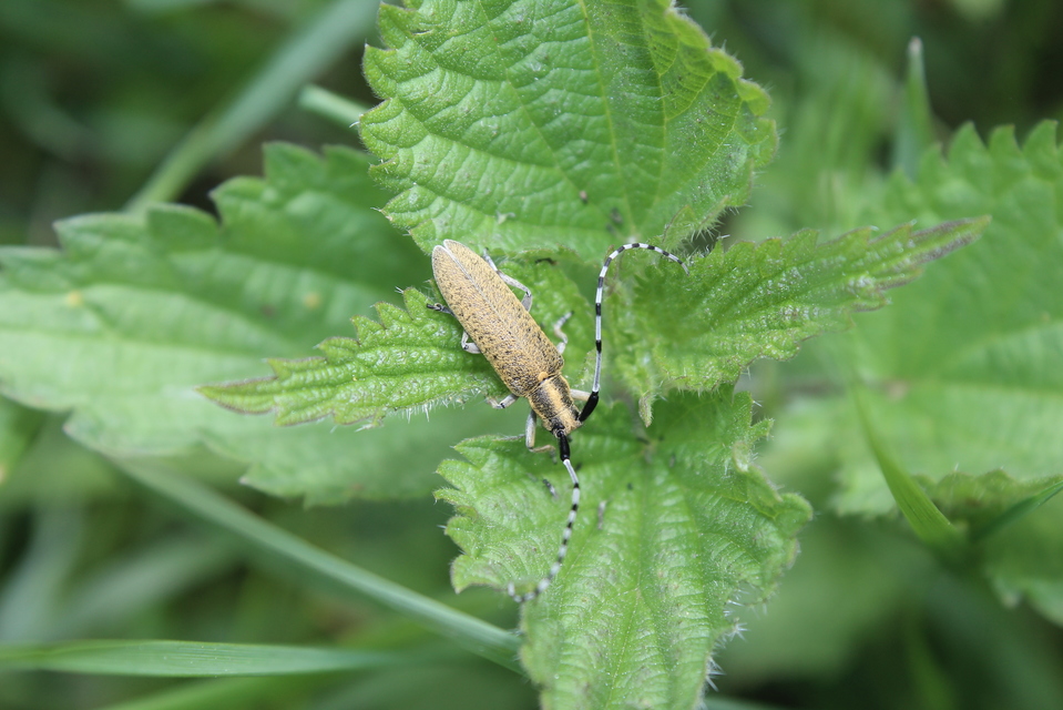 Agapanthia villosoviridescens - fehérgyűrűs bogáncscincér