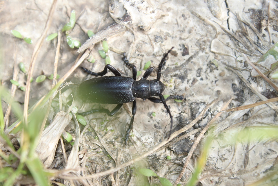 Dorcadion aethiops - fekete gyalogcincér