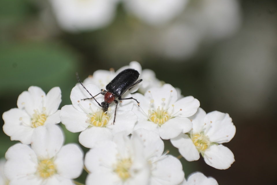Dinoptera collaris - vörösnyakú virágcincér