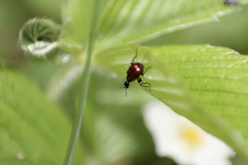 Compsapoderus erythropterus - füzike-levélsodró
