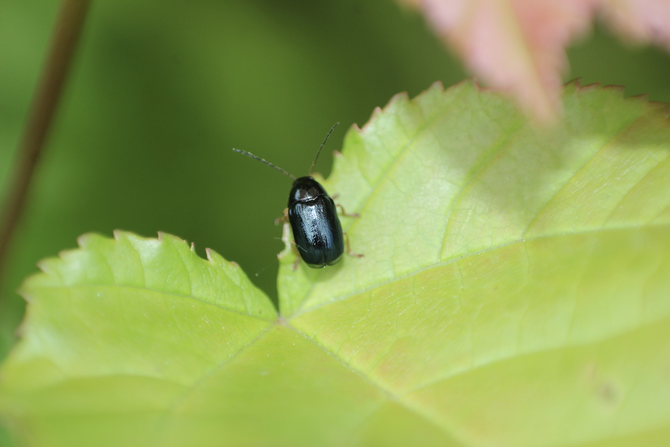 Cryptocephalus