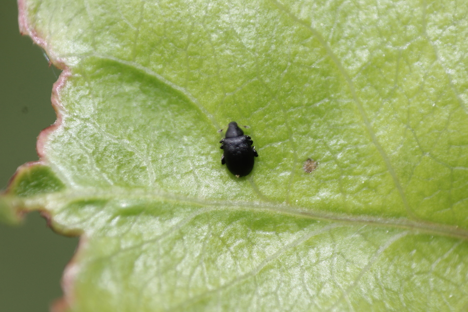 Rhamphus Rhamphus