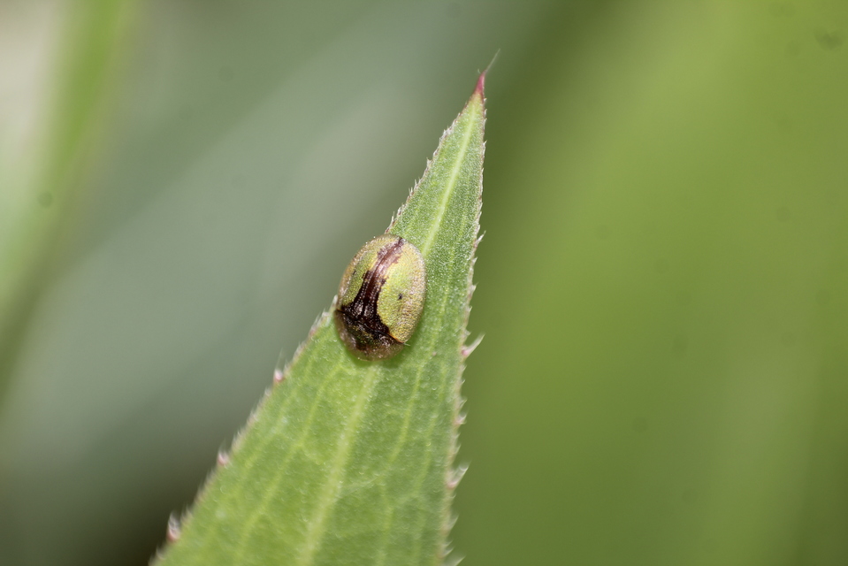 Cassida