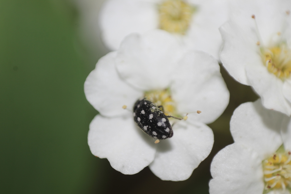 Lanorus punctatus - sokpettyes szűcsbogár