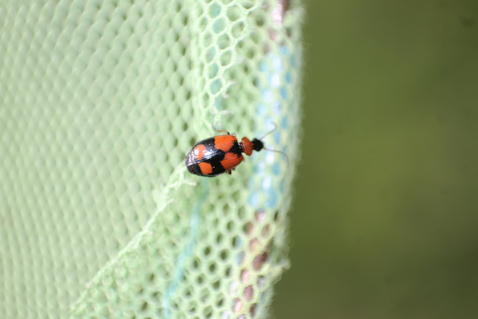 Lebia cruxminor - keresztes cserjefutó