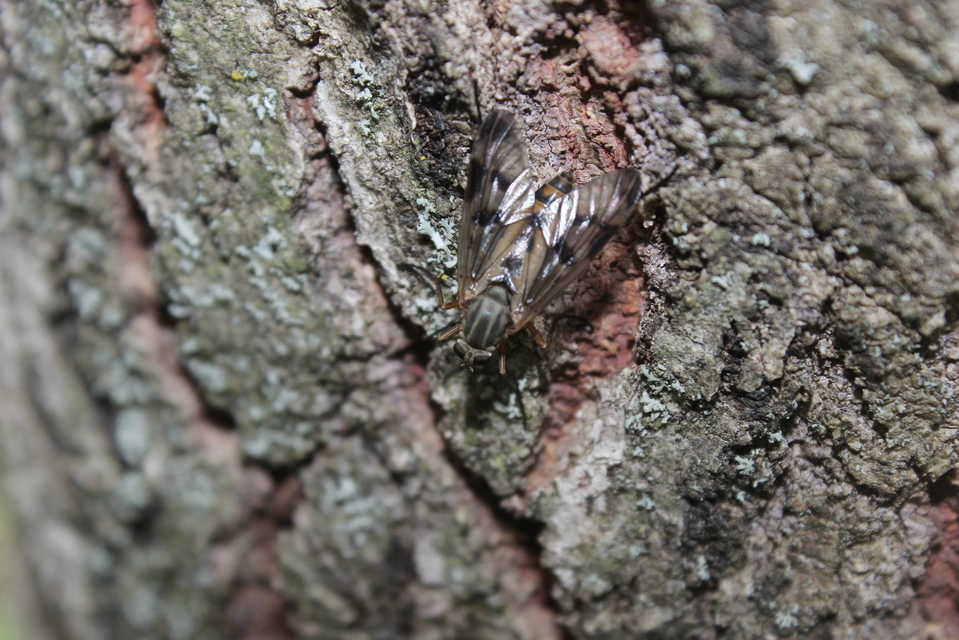 Rhagio scolopaceus - nagy kószalégy