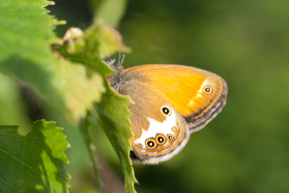 Coenonympha arcania - fehéröves szénalepke