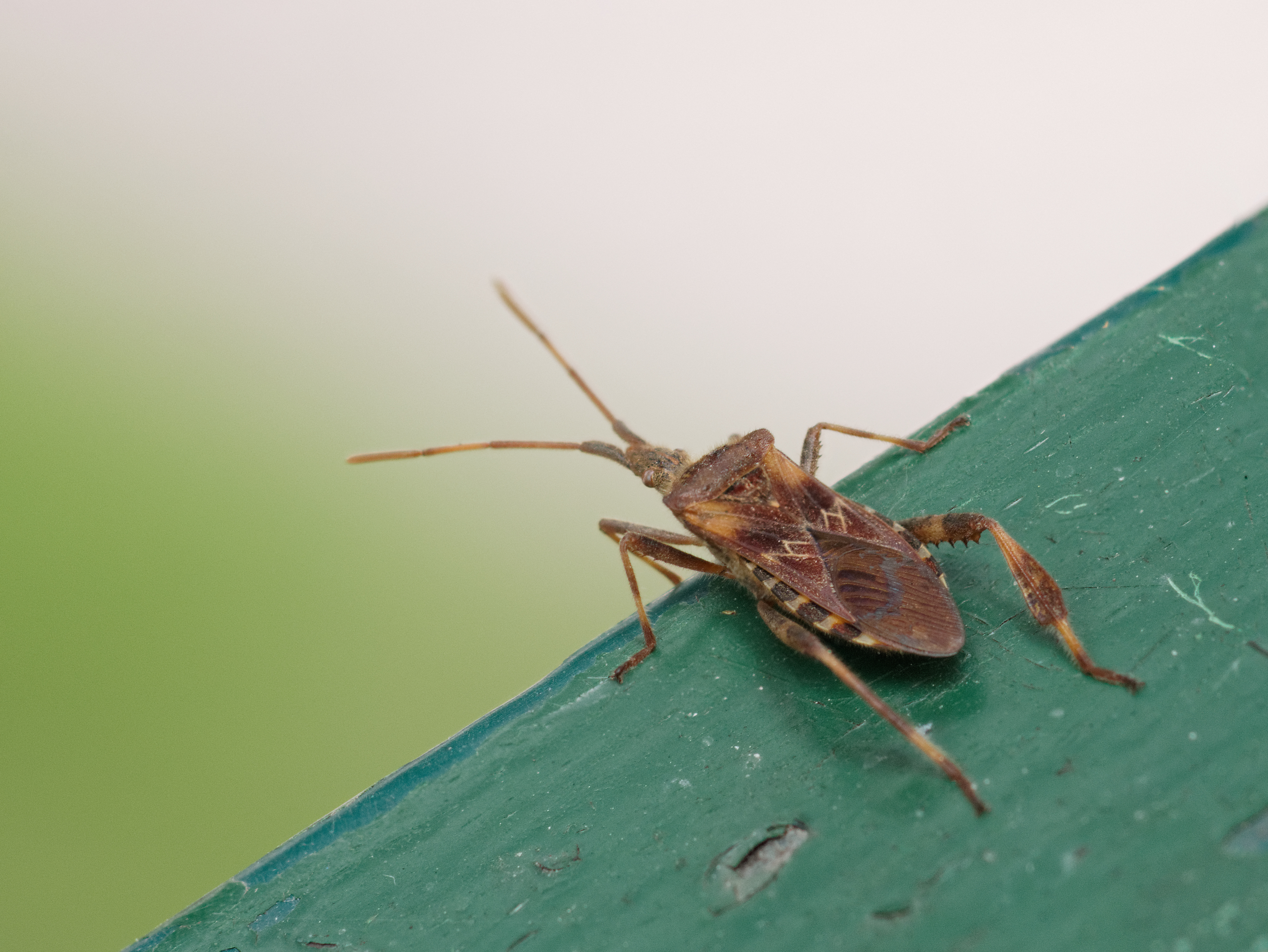 Leptoglossus occidentalis - nyugati levéllábú poloska Leptoglossus occidentalis - nyugati levéllábú poloska