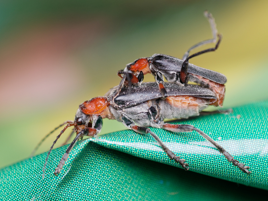 Cantharis rustica - suszterbogár