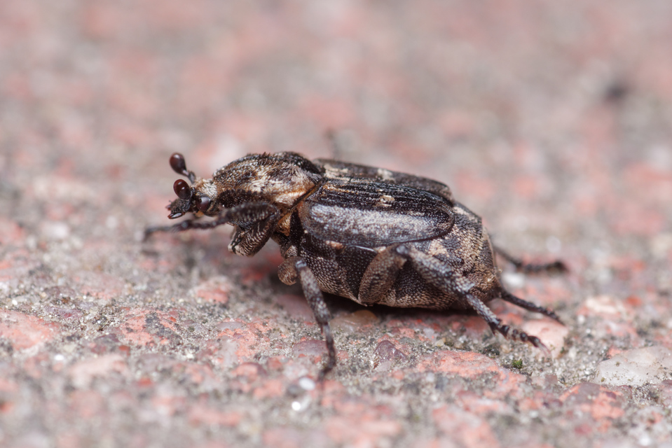 Valgus hemipterus - suta virágbogár