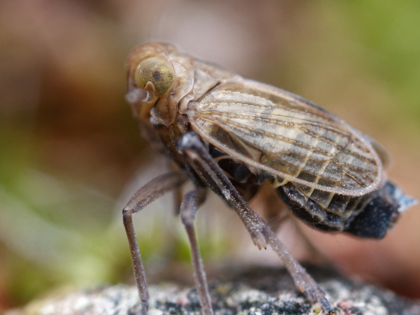 Delphacidae - sarkantyús kabócák