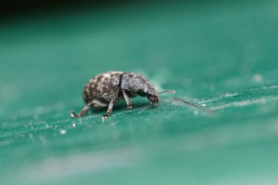 Anthribus nebulosus - ködfoltos pajzstetvész-orrosbogár