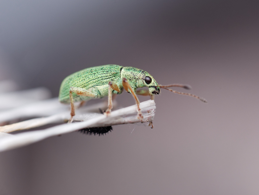 Polydrusus formosus - selymes lombormányos