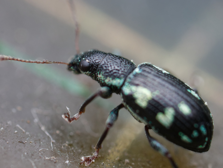 Polydrusus picus - pikkelyfoltos lombormányos