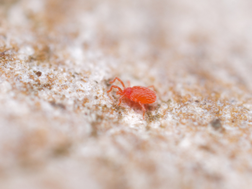 Erythraeidae